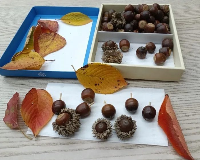 公園で拾ったどんぐりと色づいた落ち葉、爪楊枝をつけて作ったどんぐりコマ